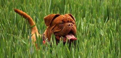 Doggy Daycare